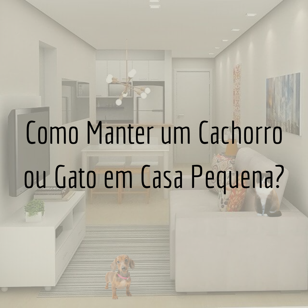 Como Manter um Cachorro ou Gato em Casa Pequena?