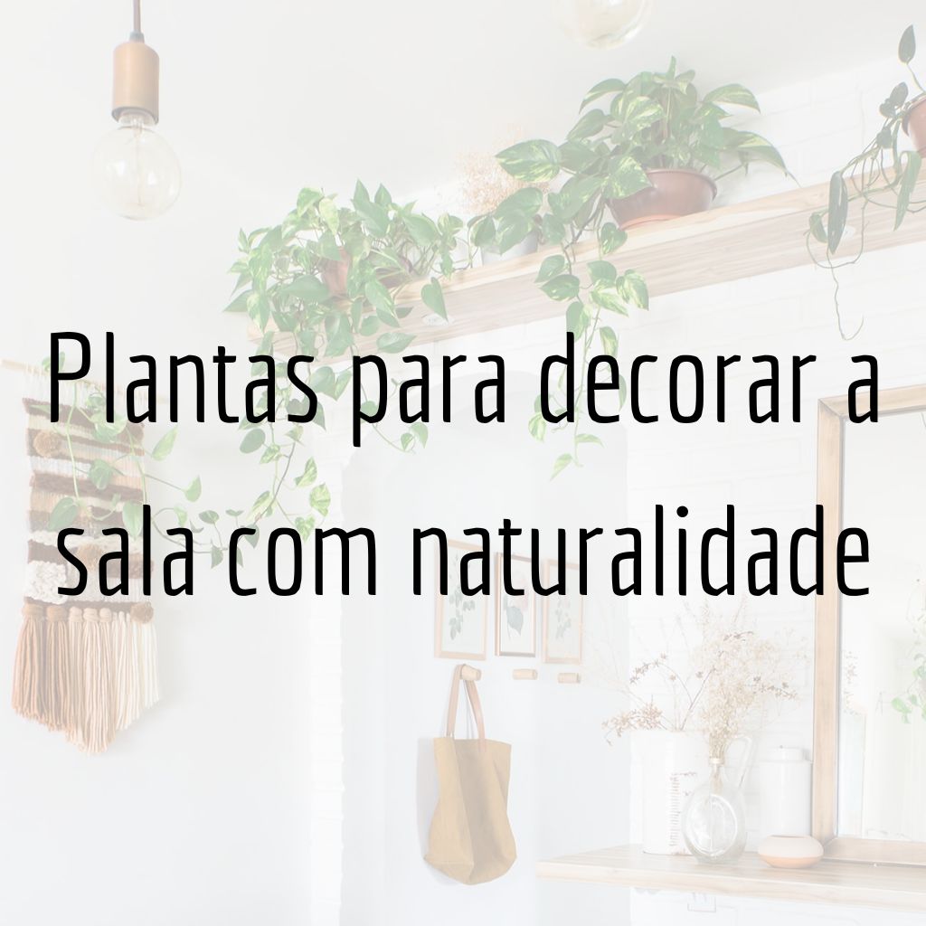 Plantas para decorar a sala com naturalidade