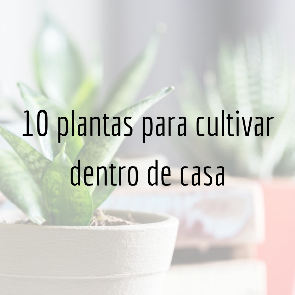 10 plantas para cultivar dentro de casa