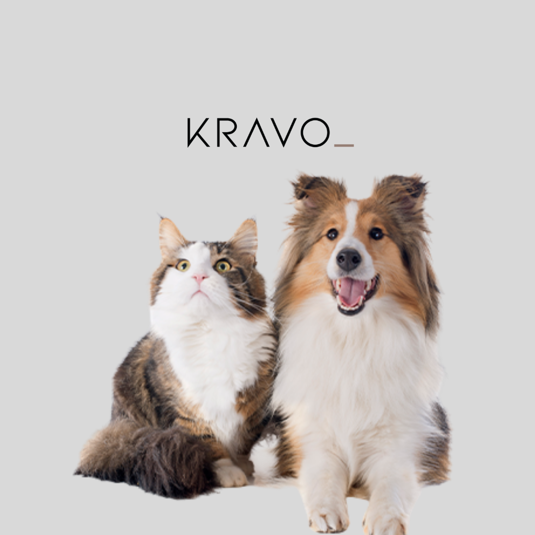 10 Dicas Valiosas para cuidar do seu Pet no frio