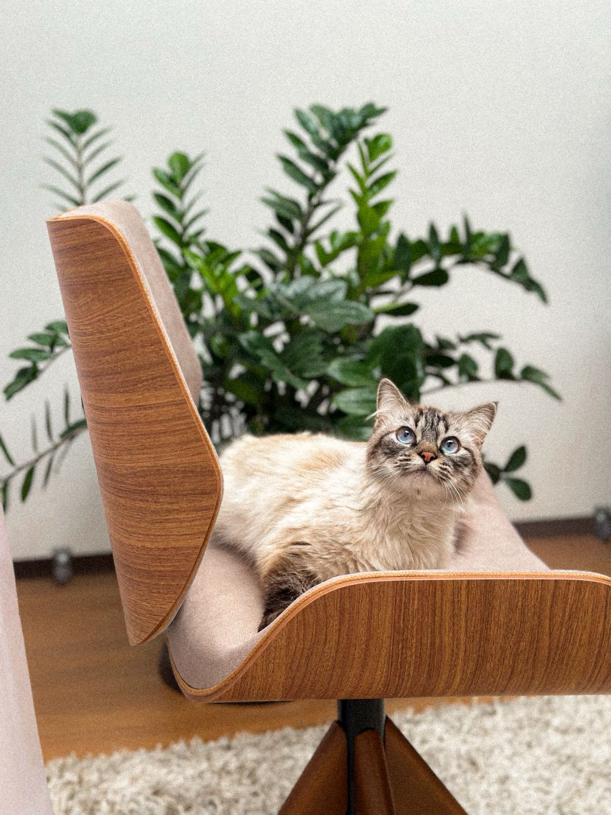 Cadeira de Jantar / Escritório Giratória Heloísa Cor Freijó Tecido Pet Friendly