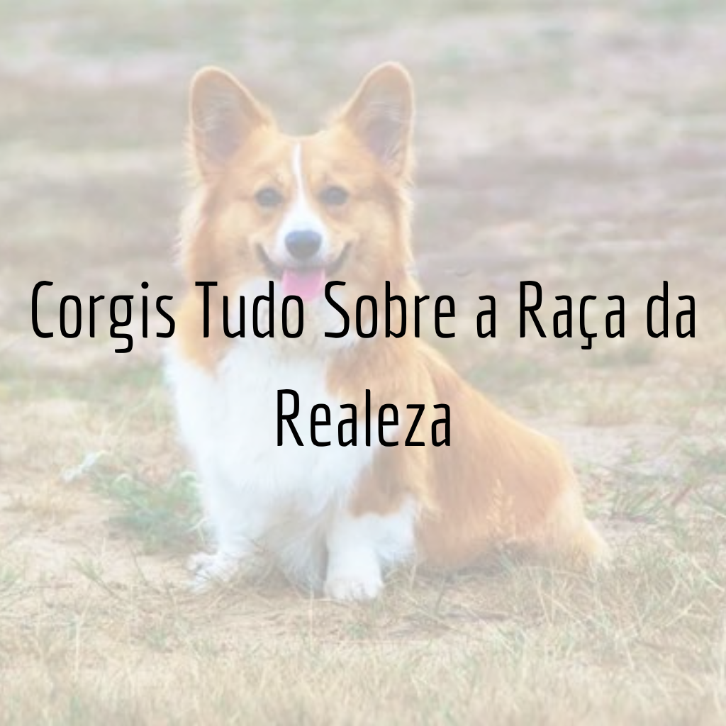 Corgis Tudo Sobre a Raça da Realeza