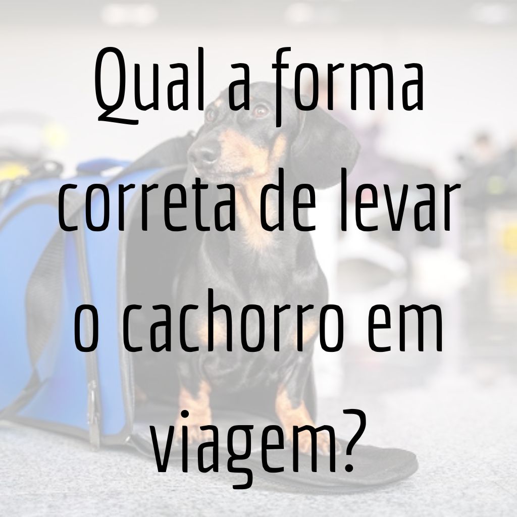 Qual a forma correta de levar o cachorro em viagem?