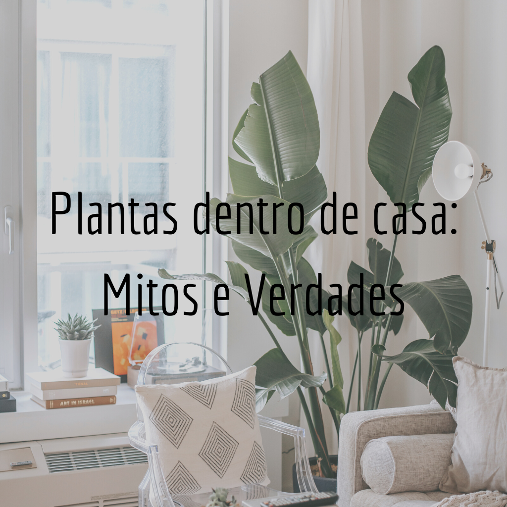 Plantas dentro de casa: Mitos e Verdades