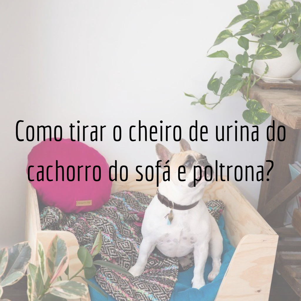 Como tirar o cheiro de urina do cachorro do sofá e poltrona?