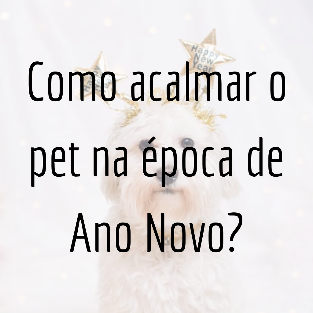 Como acalmar o pet na época de Ano Novo?