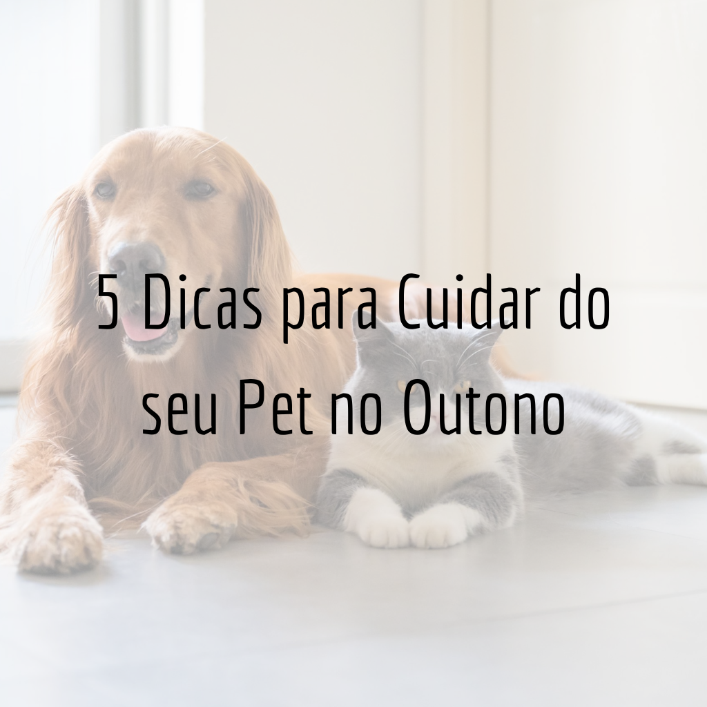 5 Dicas para Cuidar do seu Pet no Outono