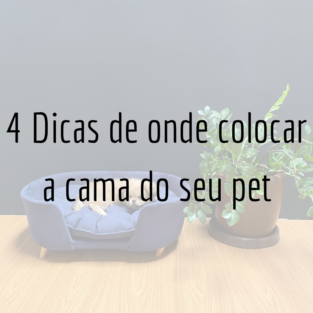 4 Dicas de onde colocar a cama do seu pet