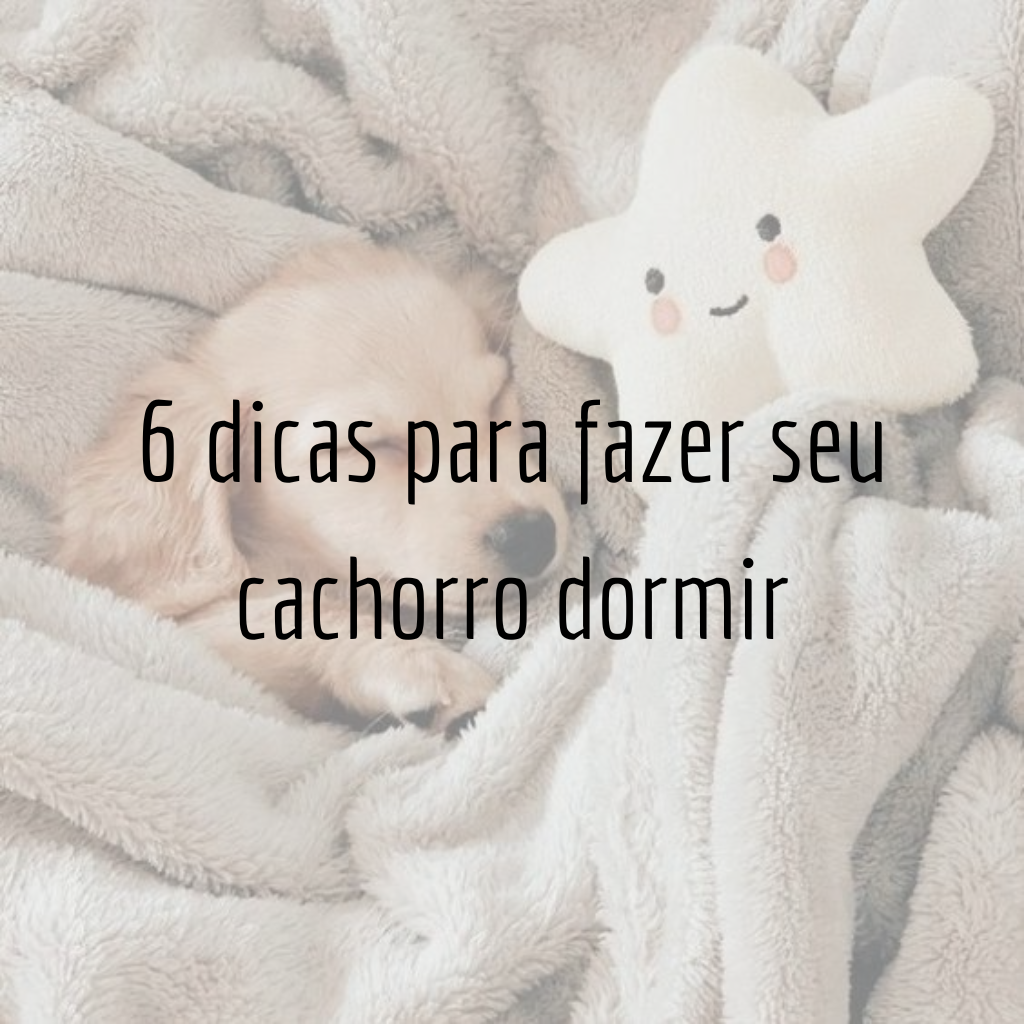 6 dicas para fazer seu cachorro dormir