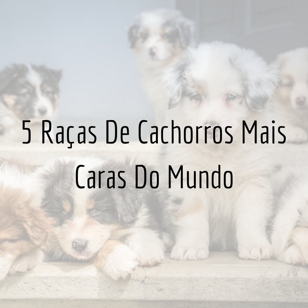 5 Raças De Cachorros Mais Caras Do Mundo