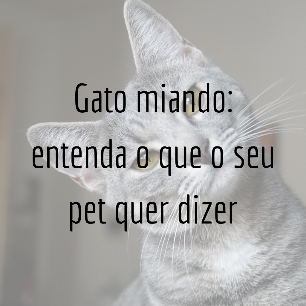 Gato miando: entenda o que o seu pet quer dizer