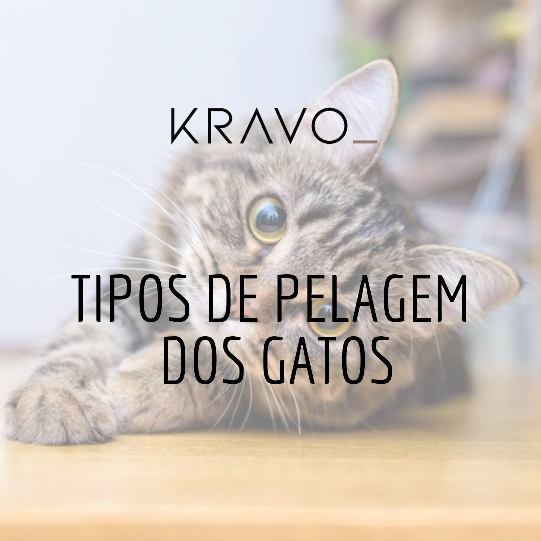 Tipos de pelagem dos gatos!